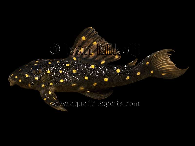 Hypancistrus contradens